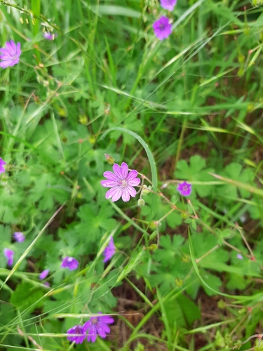 Hedgerow Crane's-bill