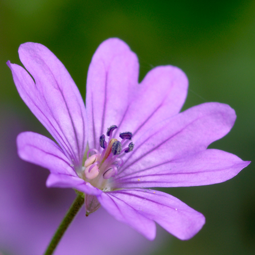 Hedgerow Crane's-bill