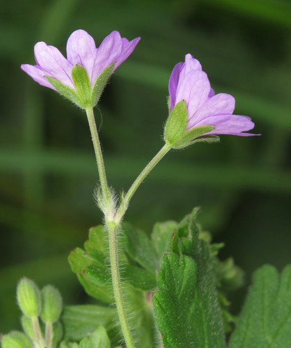 Hedgerow Crane's-bill