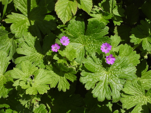 Hedgerow Crane's-bill