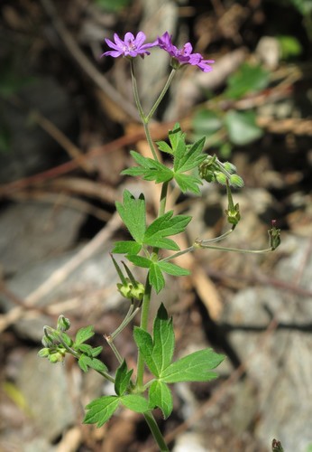 Hedgerow Crane's-bill