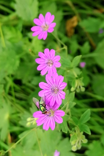 Hedgerow Crane's-bill