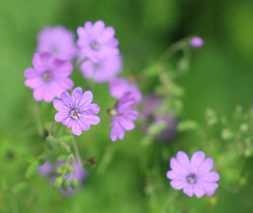 Hedgerow Crane's-bill