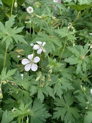 Richardson's geranium