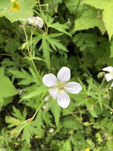 Richardson's geranium