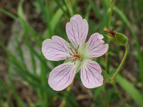 Richardson's geranium