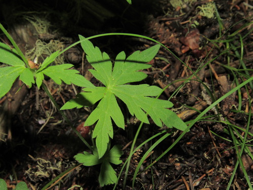 Richardson's geranium