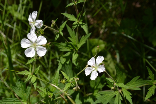Richardson's geranium