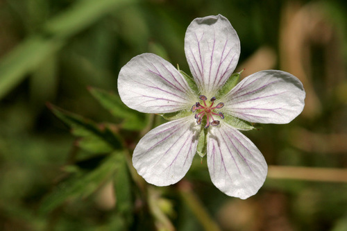 Richardson's geranium