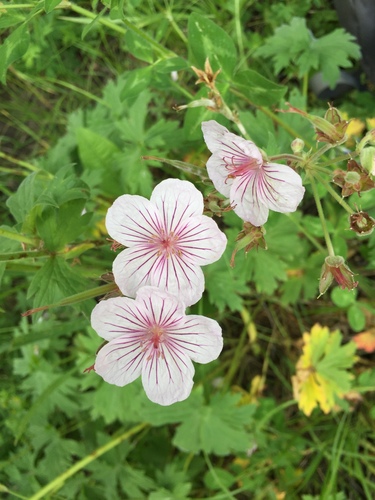 Richardson's geranium