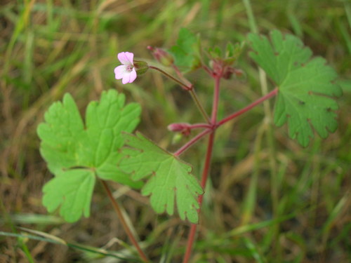 Roundleaf geranium