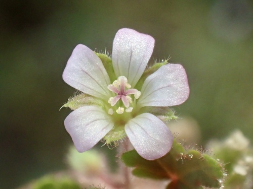 Roundleaf geranium