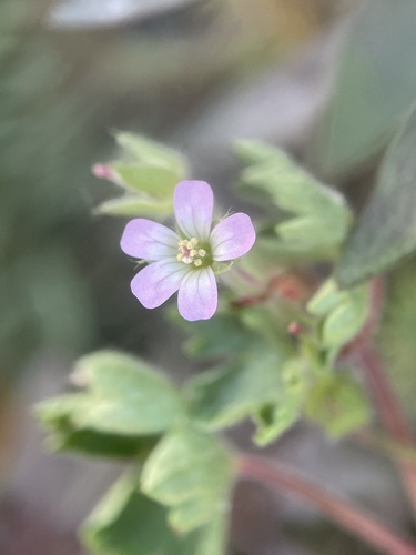 Roundleaf geranium