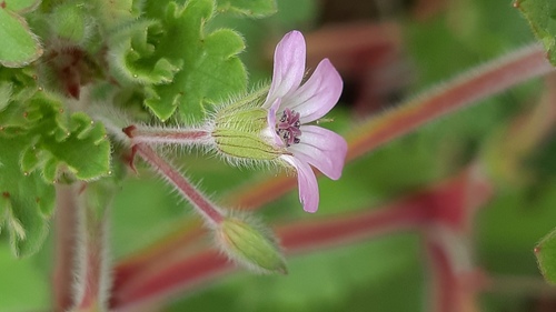 Roundleaf geranium