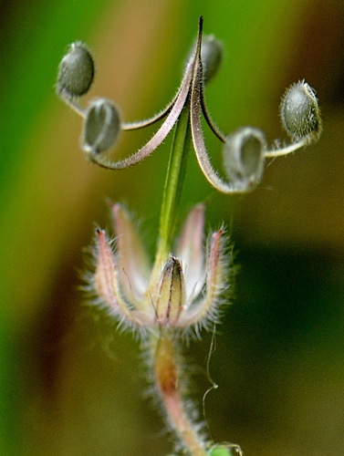 Roundleaf geranium