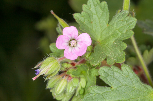 Roundleaf geranium