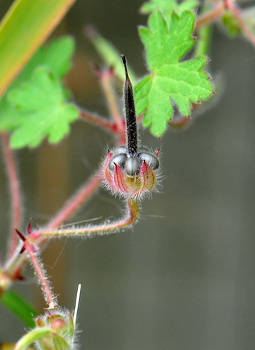 Roundleaf geranium