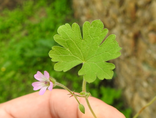 Roundleaf geranium