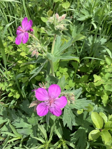 sticky geranium