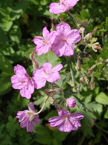 sticky geranium