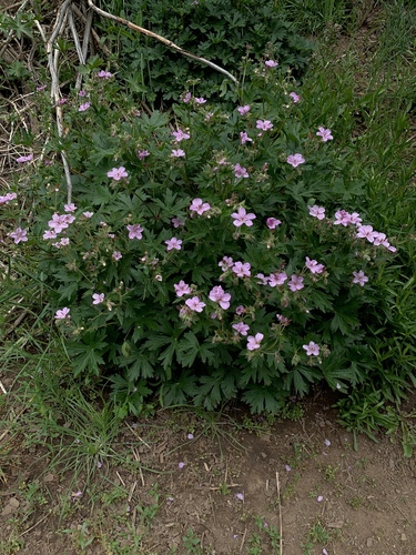 sticky geranium