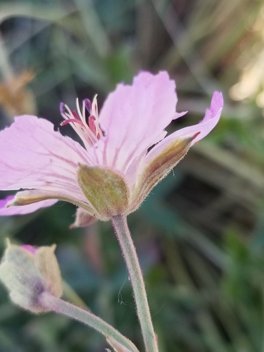 sticky geranium