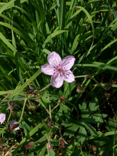 sticky geranium