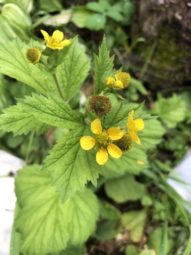 Large-leaved Avens