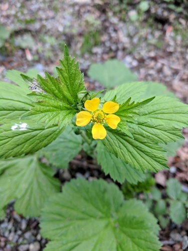 Large-leaved Avens