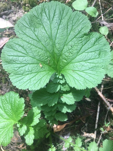 Large-leaved Avens