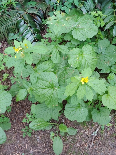 Large-leaved Avens