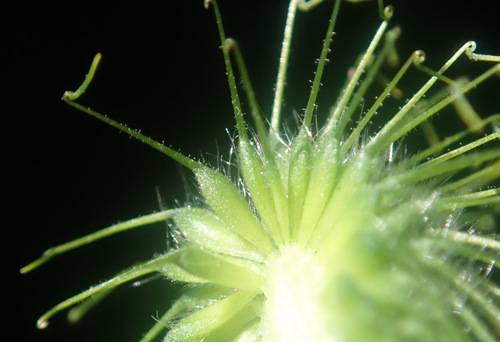 Large-leaved Avens
