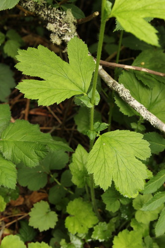 Large-leaved Avens