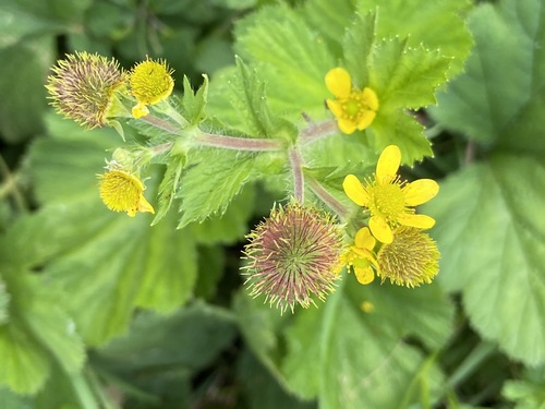 Large-leaved Avens