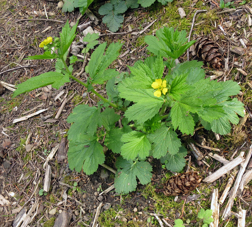 Large-leaved Avens