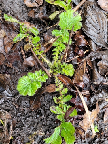 Large-leaved Avens