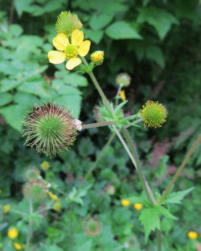 Large-leaved Avens