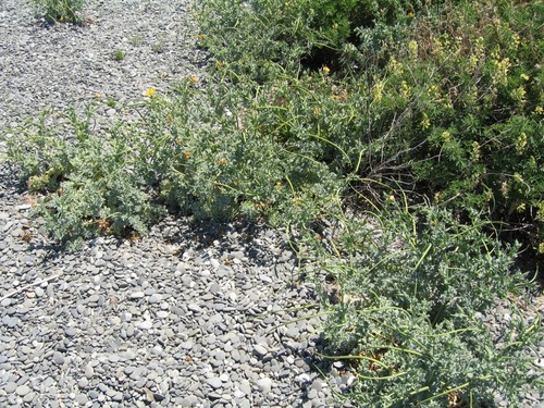 Yellow Horned Poppy