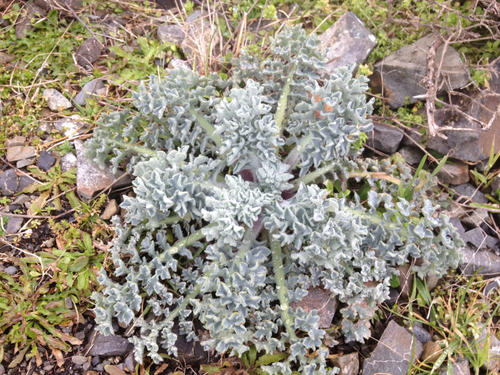 Yellow Horned Poppy