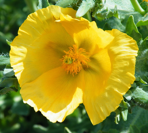 Yellow Horned Poppy