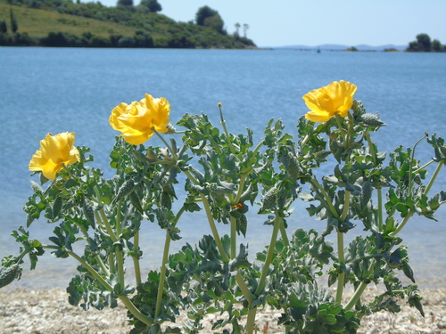 Yellow Horned Poppy