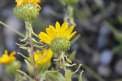 Curlycup Gumweed