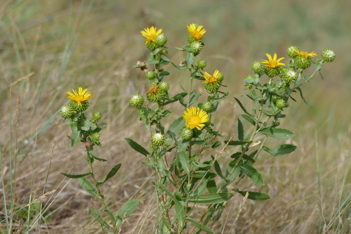 Curlycup Gumweed