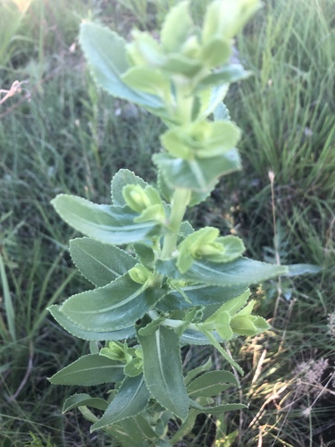Curlycup Gumweed