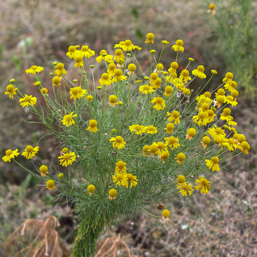 Bitterweed