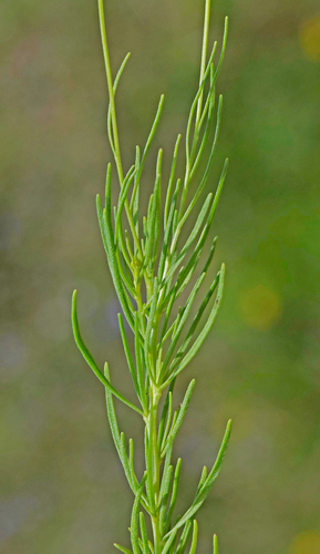 Bitterweed