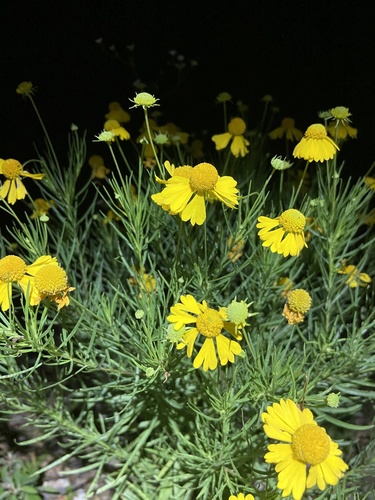 Bitterweed