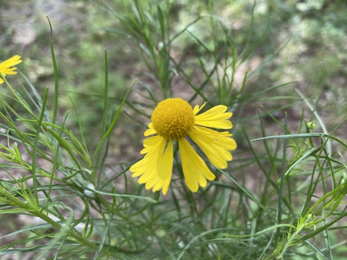 Bitterweed