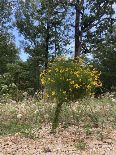 Bitterweed