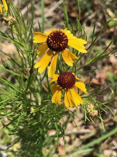 Bitterweed